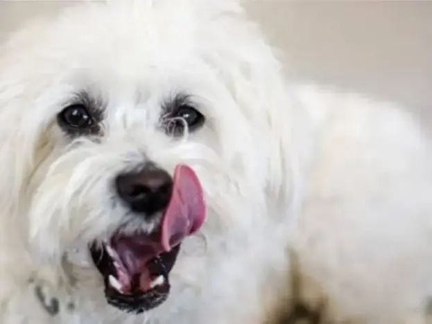 sarro dental bichon maltes