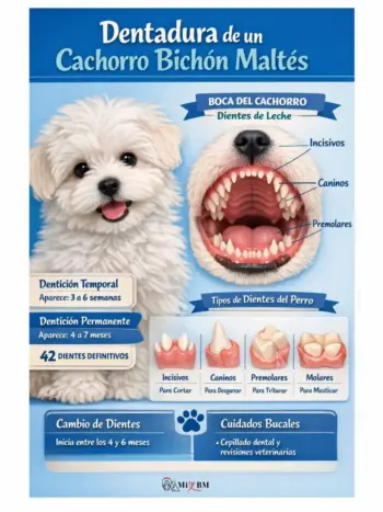 Dientes del Bichón Maltés: Todo lo que Necesitas Saber 5 dentadura de cachorro bichon maltes infografia