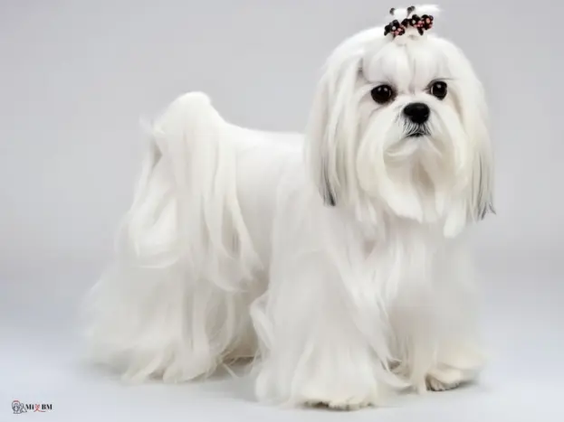 Estándares Oficiales del Bichón Maltés: FCI y AKC 9 estandar akc bichon maltes