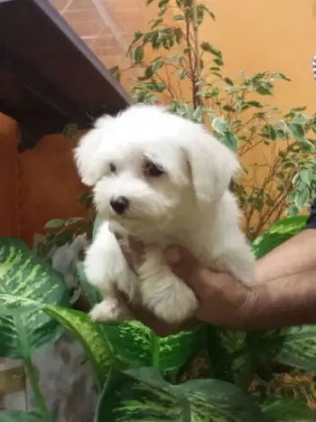 Fotos de Bichón Maltés Toy: desde Cachorro hasta Adulto 17 fotos de maltes mini toy cachorro