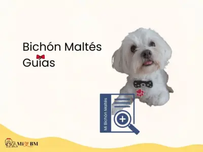 Guías Bichón Maltés 20 guias sobre perro bichon maltes