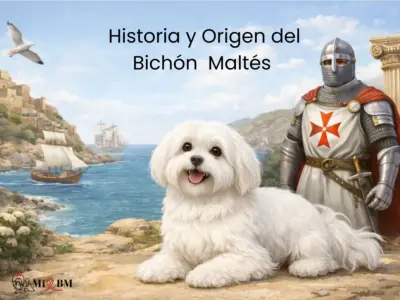 Historia y Origen del Bichón Maltés 15 historia y origen del Bichón Maltés