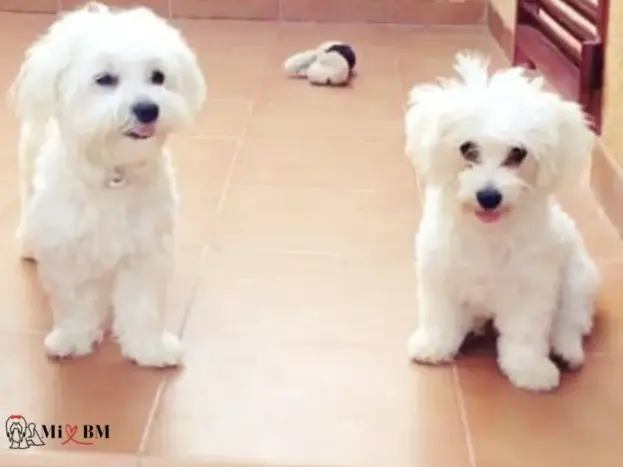 Bichón Maltés: Fotos Reales, Imágenes y Momentos que Enamoran 10 perros malteses fotos adulto y cachorro