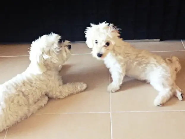 Bichón Maltés: Fotos Reales, Imágenes y Momentos que Enamoran 11 bichon maltes adulto fotos