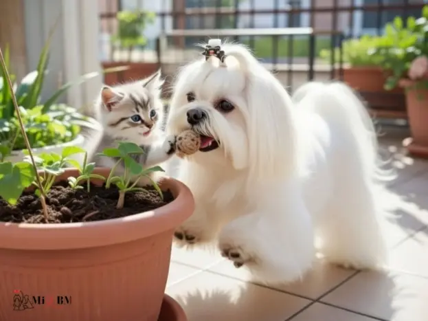 Bichón Maltés: Fotos Reales, Imágenes y Momentos que Enamoran 18 foto de perro bichón maltés adulto jugando con gato