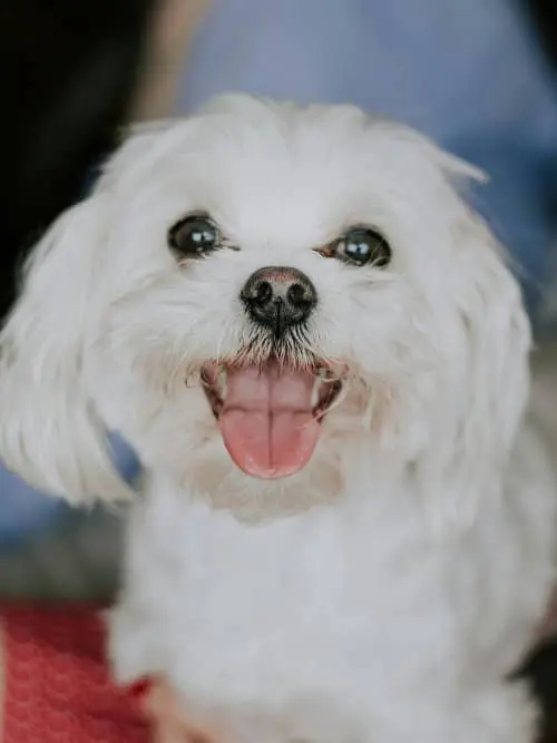 Maltés perro confortador curiosidades