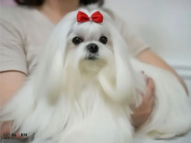 Bichón Maltés: Fotos Reales, Imágenes y Momentos que Enamoran 13 imagenes de bichon maltes hembra pelo largo