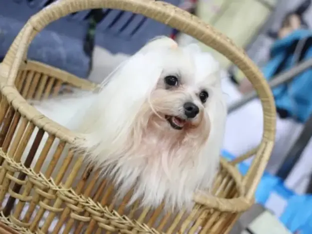 bichon maltes puro hembra