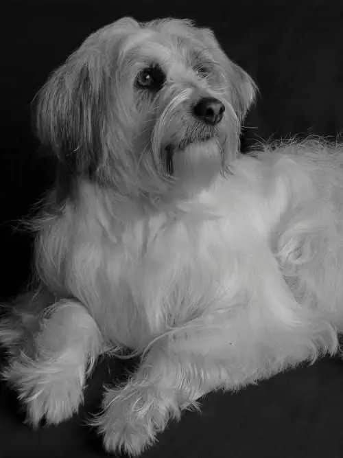 maltes terrier cazador de ratas