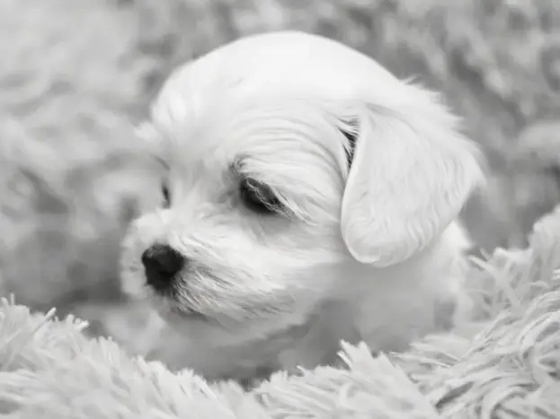 Fotos de Bichón Maltés Toy: desde Cachorro hasta Adulto 8 bichon maltes toy cachorro de dos meses