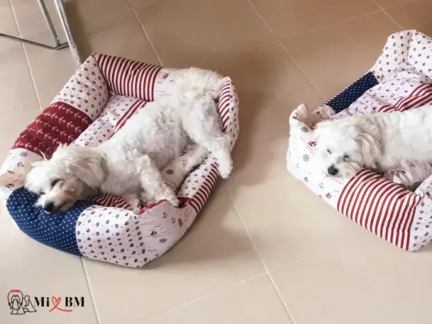 Bichón Maltés: Fotos Reales, Imágenes y Momentos que Enamoran 12 bichon maltes durmiendo en su cama