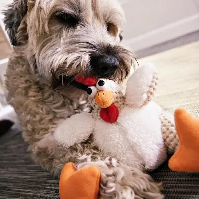 godog gallo gordo mejor juguete chirriante para perros