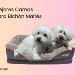 mejores camas para bichon maltes