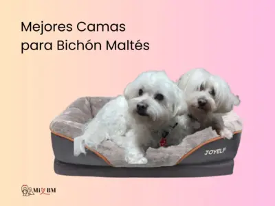 mejores camas para bichon maltes
