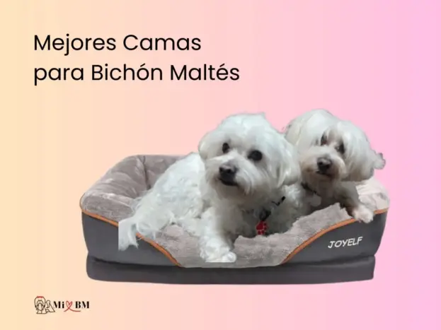 Top 10 Mejores camas para Bichón Maltés: Comparativa especial 7 mejores camas para bichon maltes