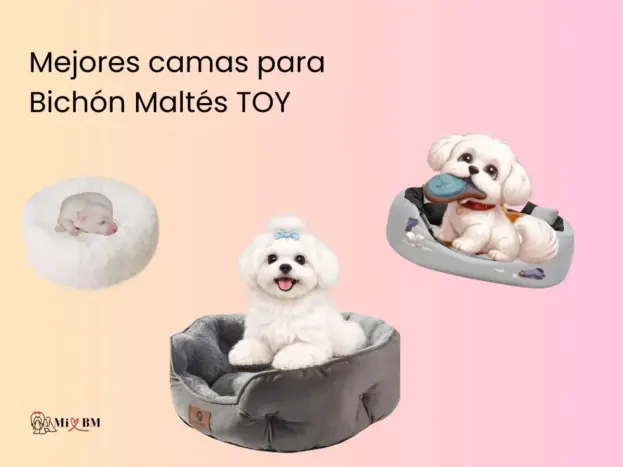 Mejores Camas para Bichon Maltés Toy: Top 5 4 Mejores Camas para Bichon Maltés Toy