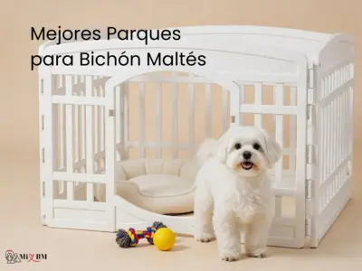 Mejores Parques para Perros Bichón Maltés 5 mejores parques para perros bichón maltés