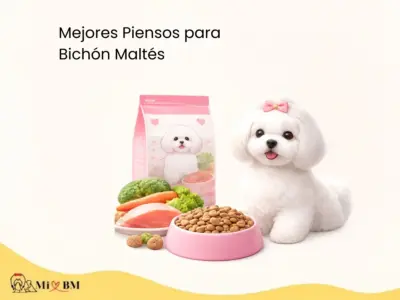 mejores piensos para Bichón Maltés