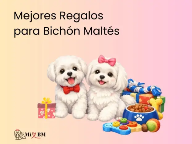 mejores regalos para perros bichon maltes