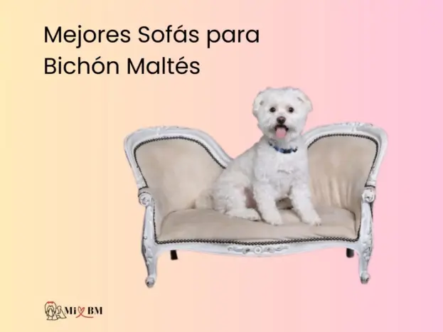 mejores sofás para perros bichón maltés