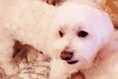 Cómo Adoptar un Bichón Maltés (sin "Sorpresas" y Disgustos) 9 cruce bichon maltes adoptado