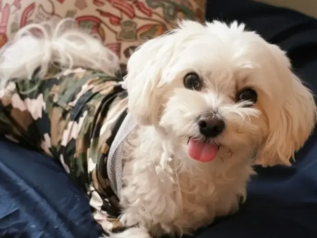 mi bichon maltes peco en chubasquero