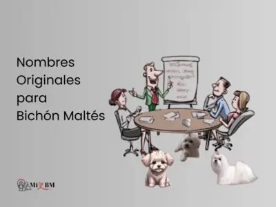 Nombres Originales para Bichón Maltés 23 nombres originales para bichón maltés