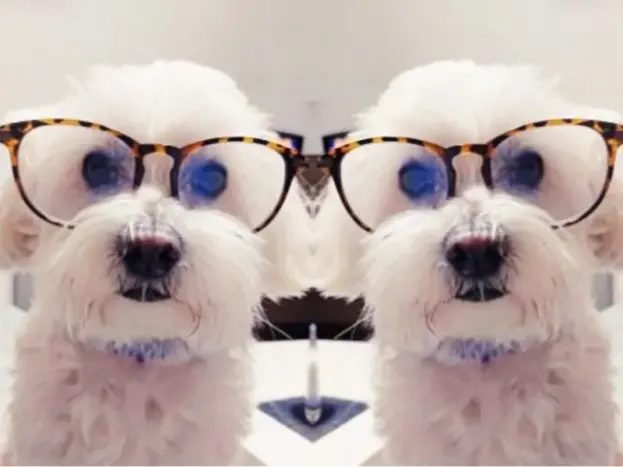 bichon maltes problemas oculares