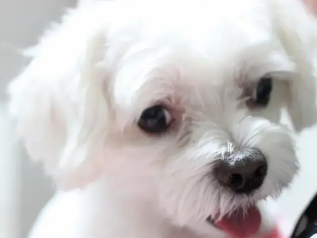 bichon maltes beneficios