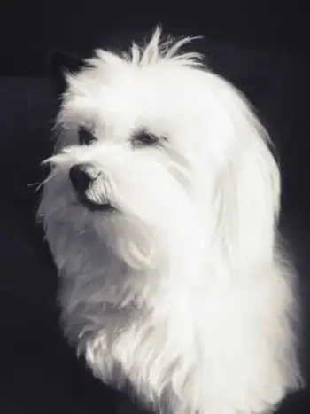 bichon maltes pelaje largo