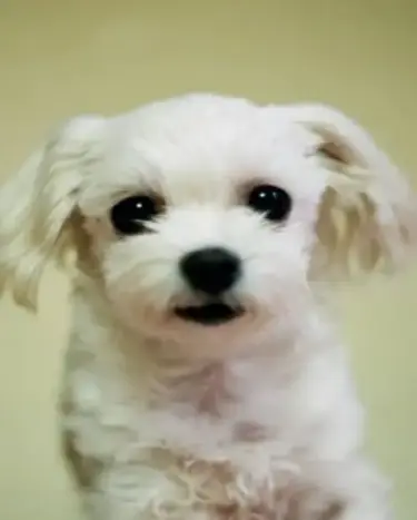 como debe ser pelo maltes bichon