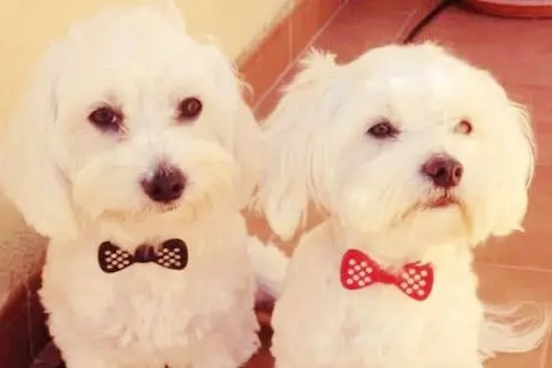 Cómo Adoptar un Bichón Maltés (sin "Sorpresas" y Disgustos) 10 perro pequeño maltes adoptado