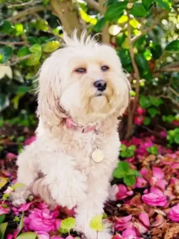 perro bichon maltes beneficios