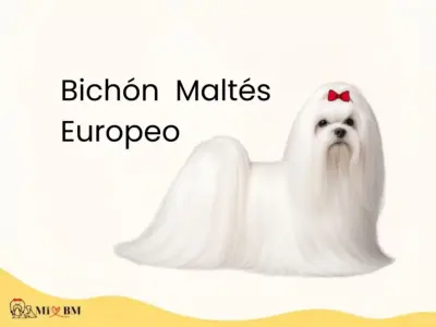 Bichón Maltés Europeo: el Perro Auténtico de la Raza 1 bichon maltes europeo adulto