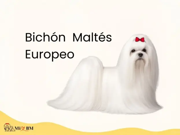 bichon maltes europeo puro