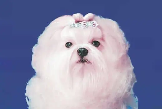 perro maltes historia curiosidades