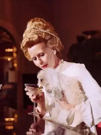 perro bichon maltés mini