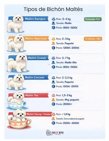 que tipos de bichon maltes existen