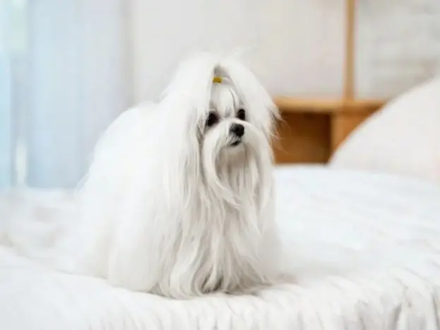 bichon maltes americano caracteristicas