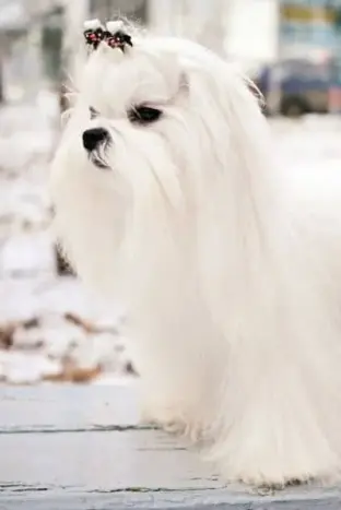 perro bichon maltes pedigree precio