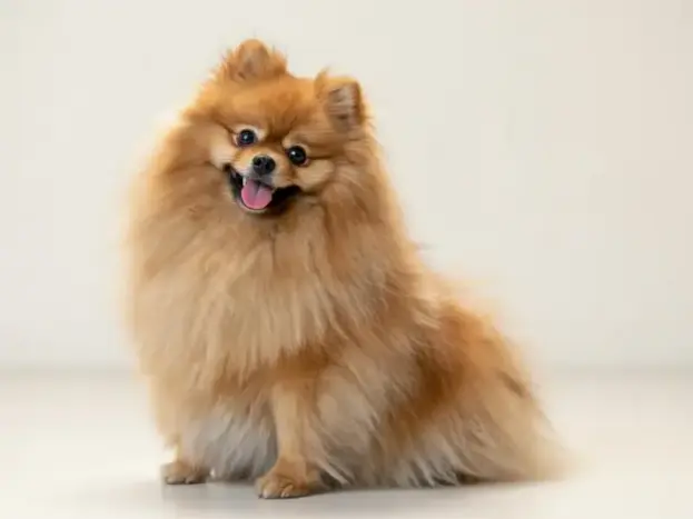 perro Pomerania