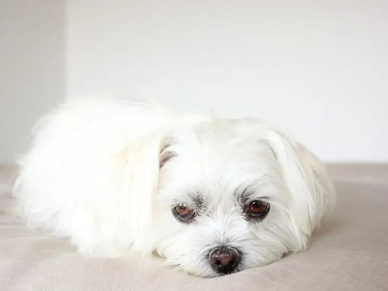 Cómo Adoptar un Bichón Maltés (sin "Sorpresas" y Disgustos) 8 cachorro bichon maltes adopcion