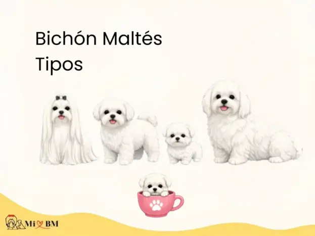 tipos de Bichón Maltés