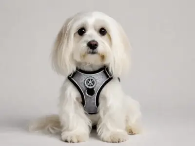 arneses recomendados para perros bichon maltes