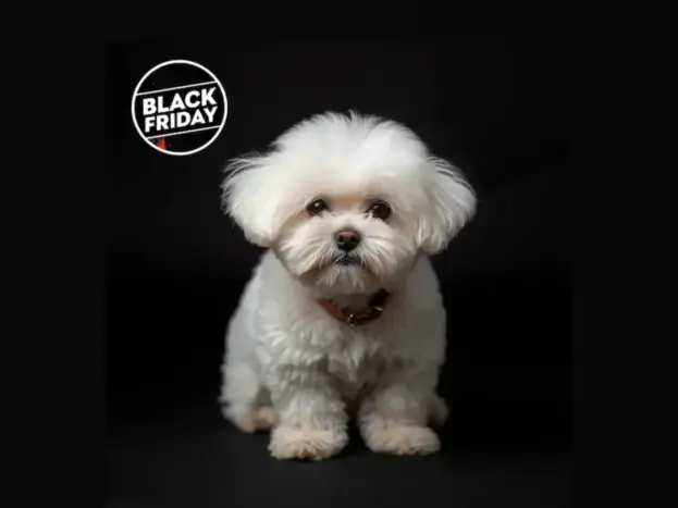 black friday perros bichon maltes