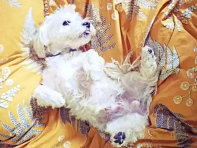 como educar a un bichon maltes a hacer sus necesidades