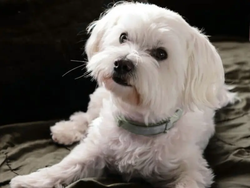 perro bichon maltes con collar antiparasitario dewel opiniones