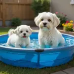mejores piscinas plegables para perros bichon maltes