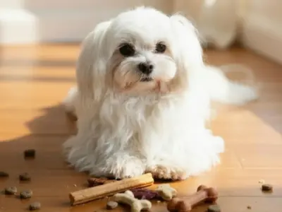 Snacks para Bichón Maltés 3 mejores snacks para perros bichon maltes