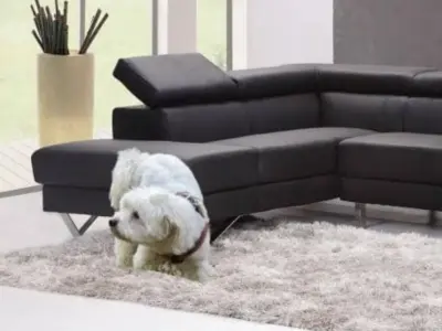 por que mi perro orina en casa causas